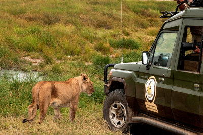 Lioness and the Land Cruiser