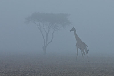 Morning Fog on the Serengeti