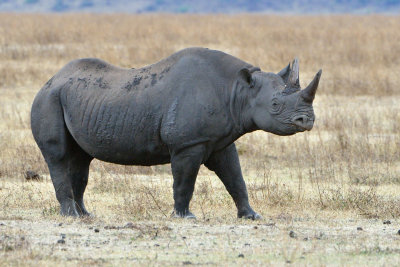 Black Rhinoceros