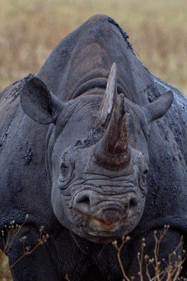 Black Rhinoceros
