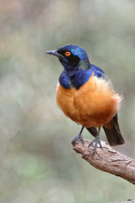 Superb Starling