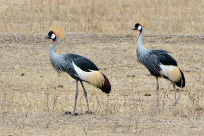 Grey-crowned Crane