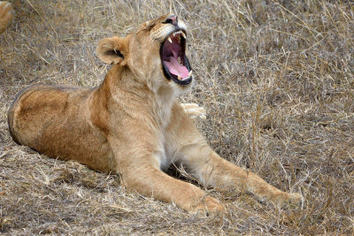 Lioness - Roar or Yawn?