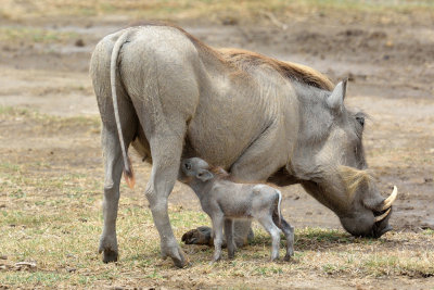 Warthog and young