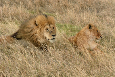 Lions on the Serengiti