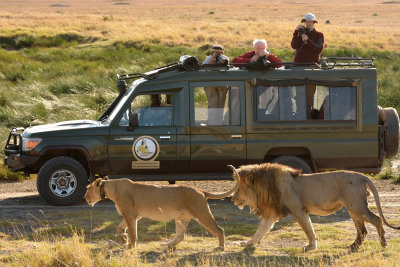 Lions ignoring a Land Crusier
