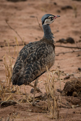 Tarengire National Park