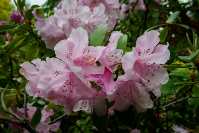 Rhododendron