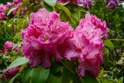 Rhododendron