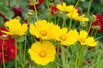 Coreopsis