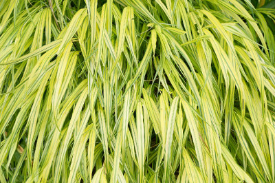 Ribbon grass