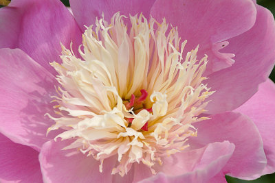 Pink peony detail