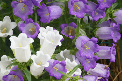 Campanula