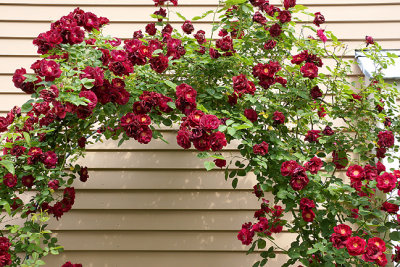 Arch with roses