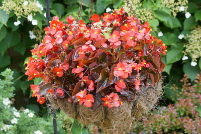 Begonias, hanging planter