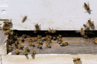 Bee hive entrance
