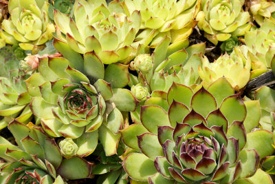 Hens and chicks succulents