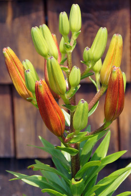 Tiger lily buds