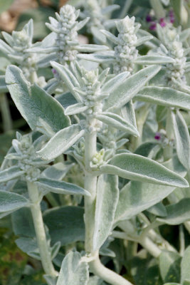 Lamb's ear