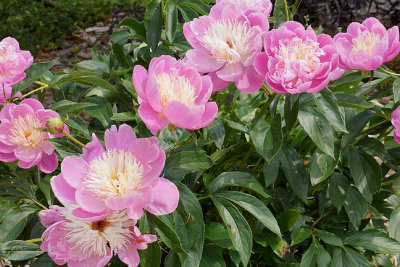 Pink peonies