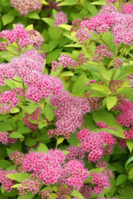 Spirea japonica