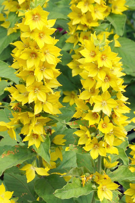 Yellow loosestrife, detail