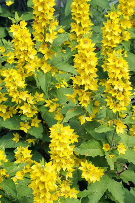 Yellow loosestrife