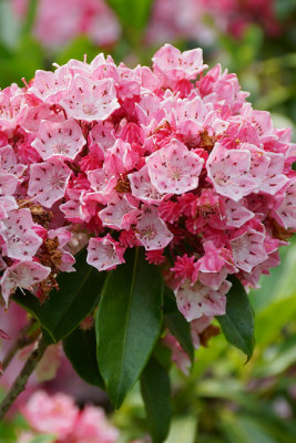 Pink kalmia, detail