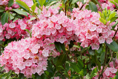 Pink kalmia