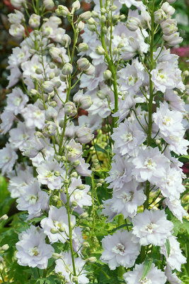 Delphinium, detail