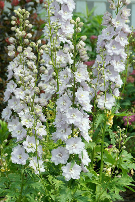 Delphinium