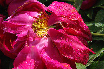 Peony with water drops