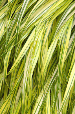 Ribbon grass