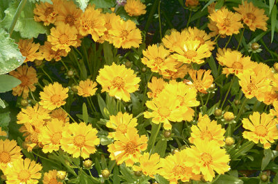 Coreopsis