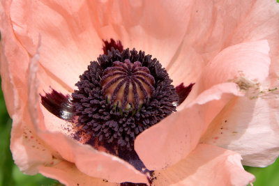 Pink poppy, detail