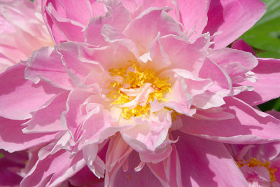 Pink peony, detail