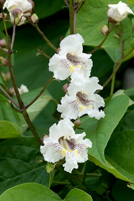 Catalpa tree blossoms