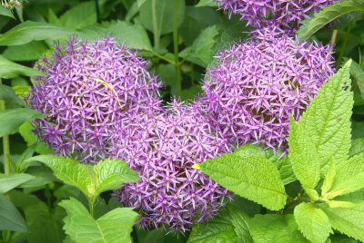 Allium