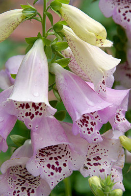 Foxglove
