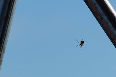 Resident boat spider.