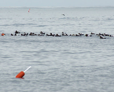 Flock of eider ducks at Boon.