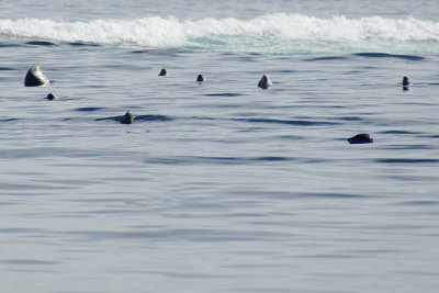 Seals surfacing at Boon.