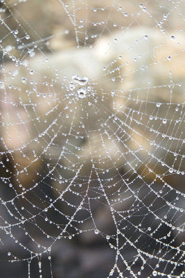 Spider web at dock, with morning dew.