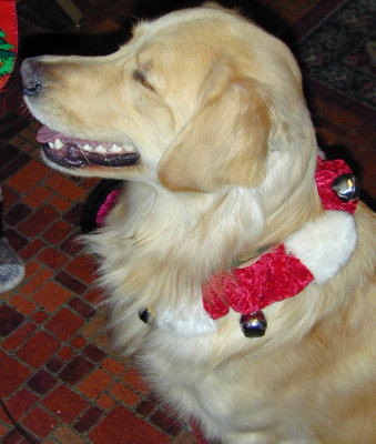 Annie-dog Cerny at 44 Portsmouth Ave (2003).