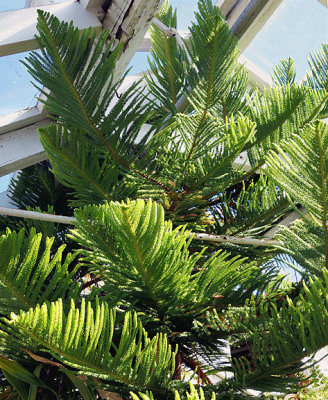 Norfolk pine in the greenhouse.