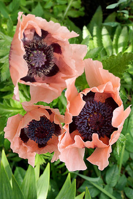 Pink poppies.