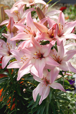Pink lilies.