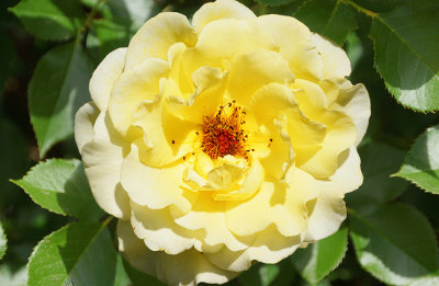 Yellow rose blossom.