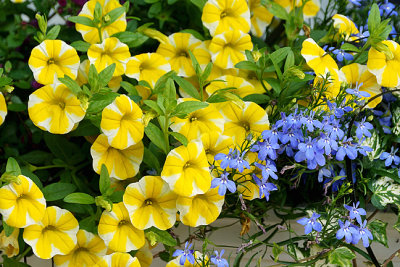 Yellow petunia planter.