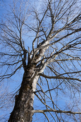 Maple tree (red, not sugar).